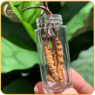 Đông trùng hạ thảo Tây Tạng size 20-22 con/10g đóng ống nghiệm sang trọng, giúp bảo quản nguyên vẹn hàm lượng Cordycepin và Adenosine quý hiếm.