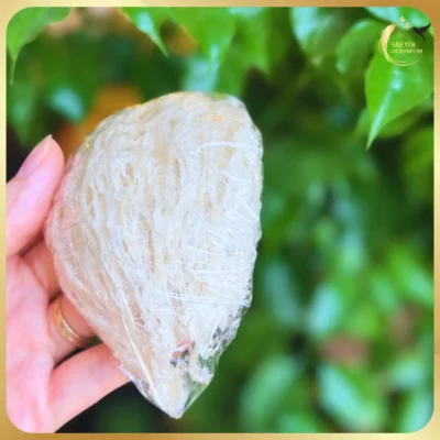 Cận cảnh tổ yến rút lông Nha Trang nguyên tổ, được làm sạch thủ công giữ trọn hình dáng ban đầu.