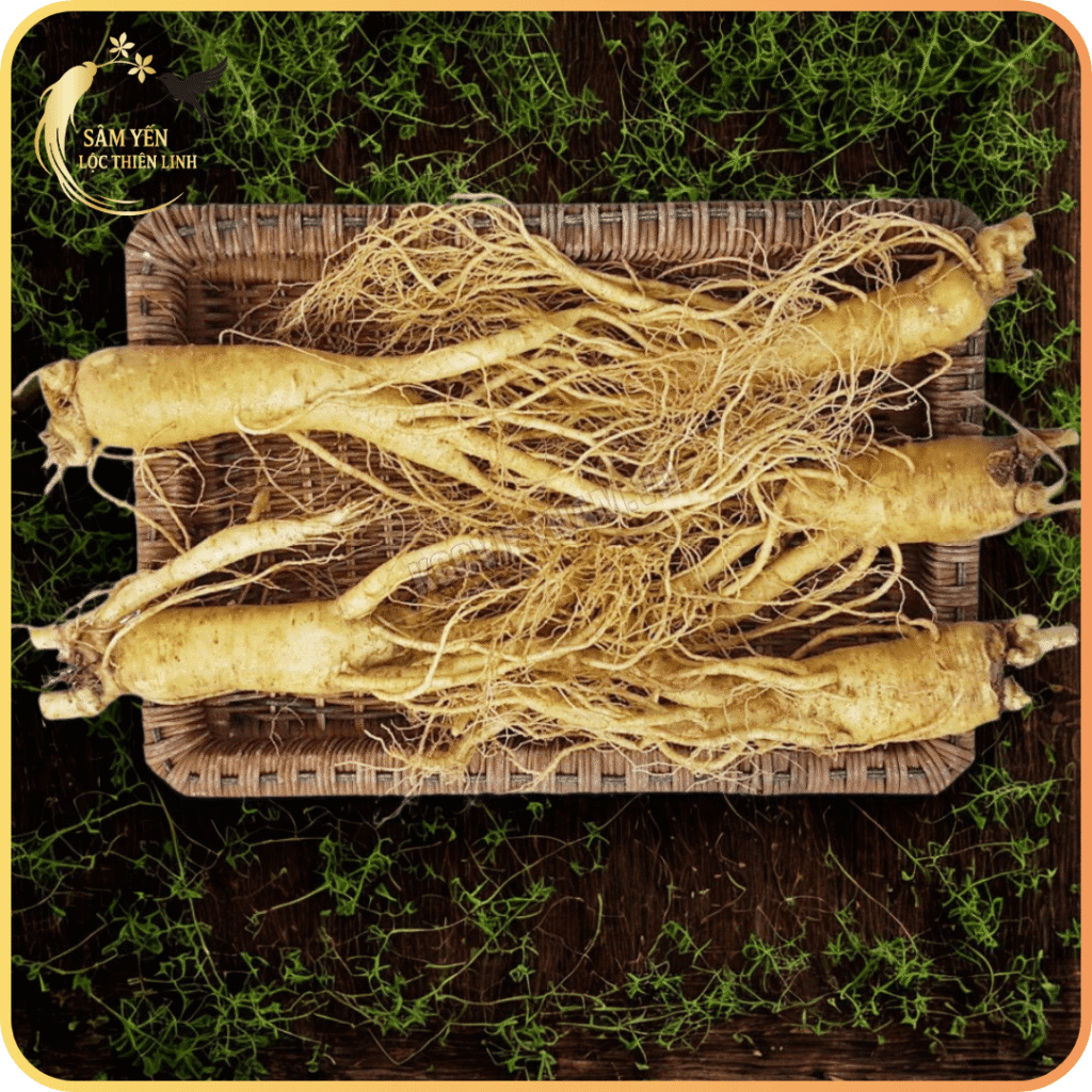 Nhân sâm tươi Hàn Quốc size 5 củ/kg được tuyển chọn kỹ lưỡng tại Lộc Thiên Linh Hà Nội, món quà biếu sức khỏe đẳng cấp cho đối tác.