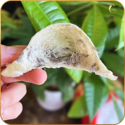 Cận cảnh tai yến thô Nha Trang nguyên chất với sợi yến to, dày và ít lông, giữ trọn vẹn 18 loại axit amin và khoáng chất quý giá.