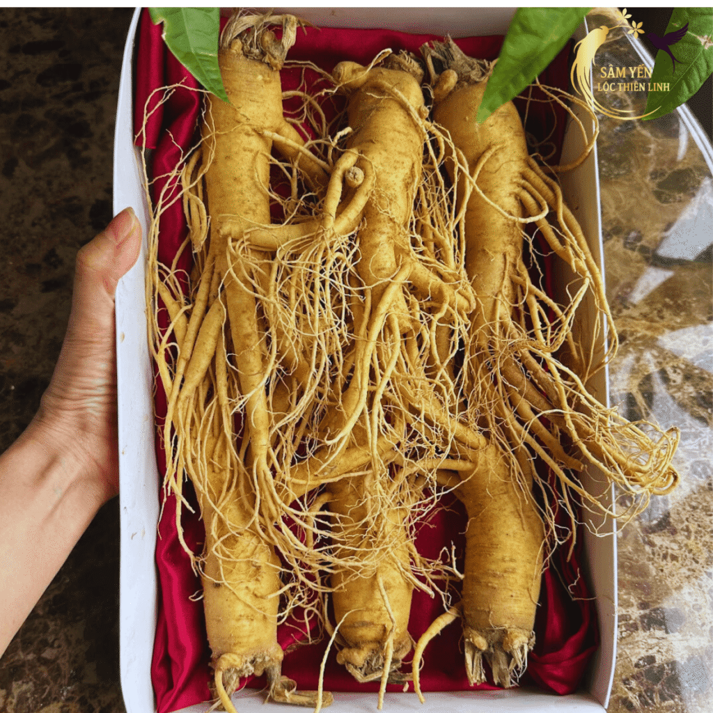 Hộp nhân sâm tươi Hàn Quốc 6 củ/kg lót lụa đỏ sang trọng là lựa chọn quà tặng đẳng cấp dành cho sếp, đối tác và người thân.
