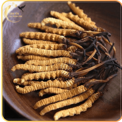 Đông trùng hạ thảo Tây Tạng size 30 con/10g được tuyển chọn kỹ lưỡng, giúp bồi bổ toàn diện và tăng sức đề kháng.