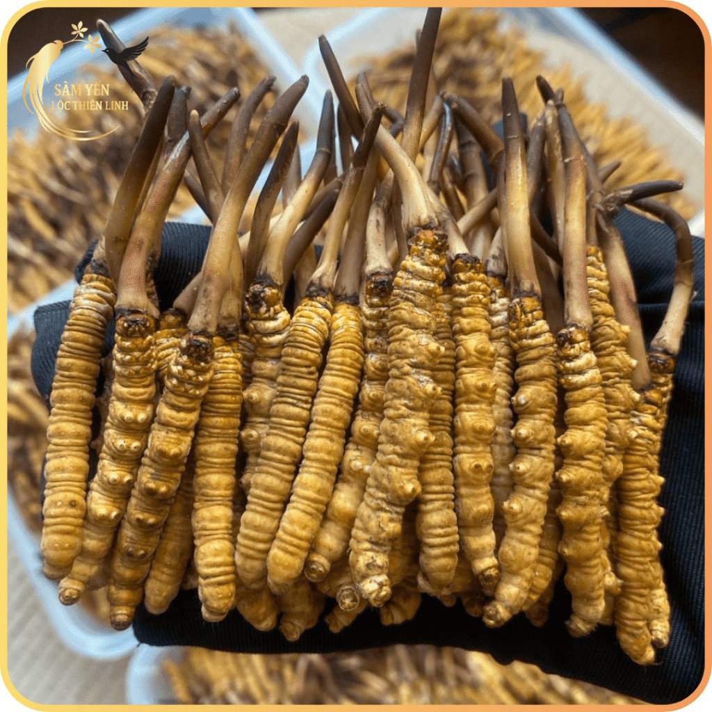 dong-trung-ha-thao-tay-tang-size-30-con-nguyen-con