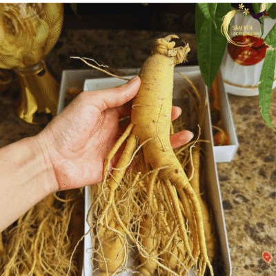 Cận cảnh củ nhân sâm tươi Hàn Quốc 6 năm tuổi loại 6 củ/kg thân mập mạp và nhiều rễ phụ giàu Saponin tại Lộc Thiên Linh.