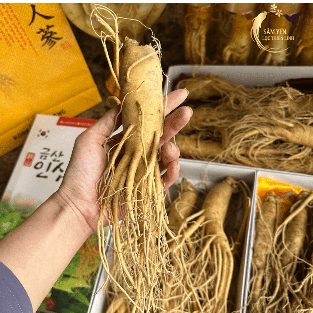 Nhân sâm tươi Hàn Quốc nhập khẩu chuẩn giữ nguyên độ tươi mới và hàm lượng dinh dưỡng cao làm quà biếu sức khỏe.