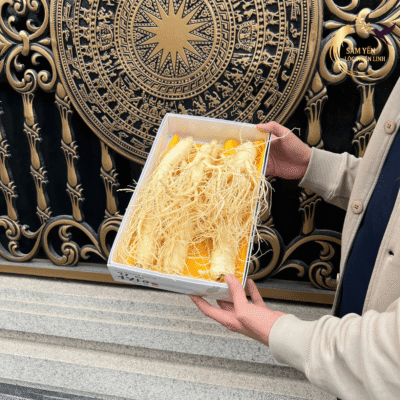 Hộp nhân sâm tươi Hàn Quốc 6 củ/kg được cầm trên tay thực tế làm quà biếu sức khỏe sang trọng dành cho đối tác.