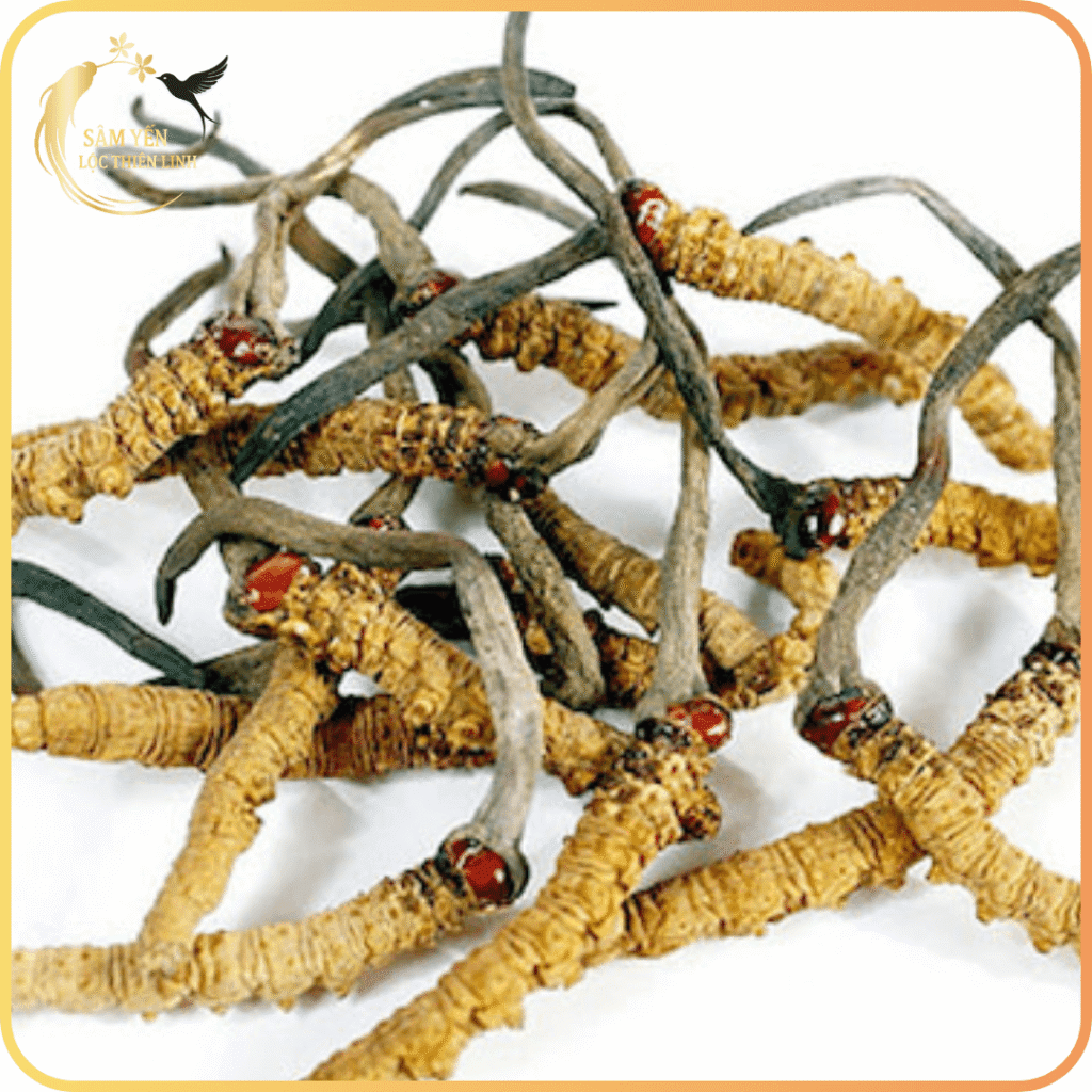 Hình ảnh thực tế Đông trùng hạ thảo Tây Tạng giúp khách hàng quan sát đặc điểm con sâm chuẩn size 30 con hoang dã.