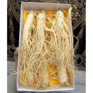 Cận cảnh hộp nhân sâm tươi Hàn Quốc 6 năm tuổi loại 6 củ/kg thân to rễ dài nhiều saponin tại Sâm Yến Lộc Thiên Linh.