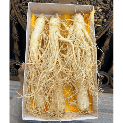Cận cảnh hộp nhân sâm tươi Hàn Quốc 6 năm tuổi loại 6 củ/kg thân to rễ dài nhiều saponin tại Sâm Yến Lộc Thiên Linh.