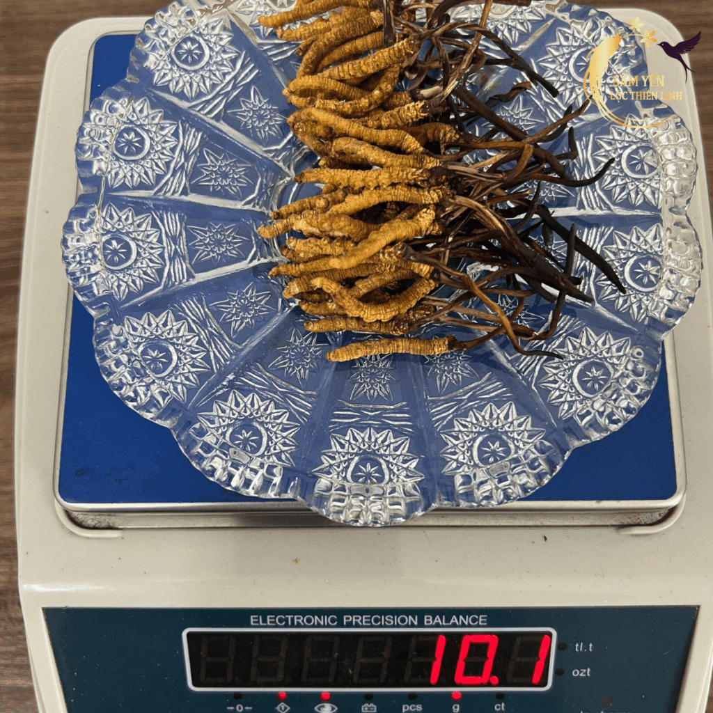 Đông trùng hạ thảo Tây Tạng size 50 con được đóng gói sang trọng trong hộp quà biếu sức khỏe VIP