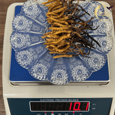 Đông trùng hạ thảo Tây Tạng size 50 con được đóng gói sang trọng trong hộp quà biếu sức khỏe VIP