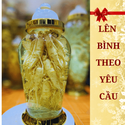 Nhân sâm tươi Hàn Quốc 6 năm tuổi loại đẹp tuyển chọn chuẩn bị để kết hoa cho bình sâm trụ bầu 13.2 lít tại Lộc Thiên Linh.