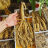 Nhân viên kiểm tra độ tươi và rễ của nhân sâm tươi loại 10 củ/kg trước khi đóng gói giao tận tay khách hàng tại Hà Nội.