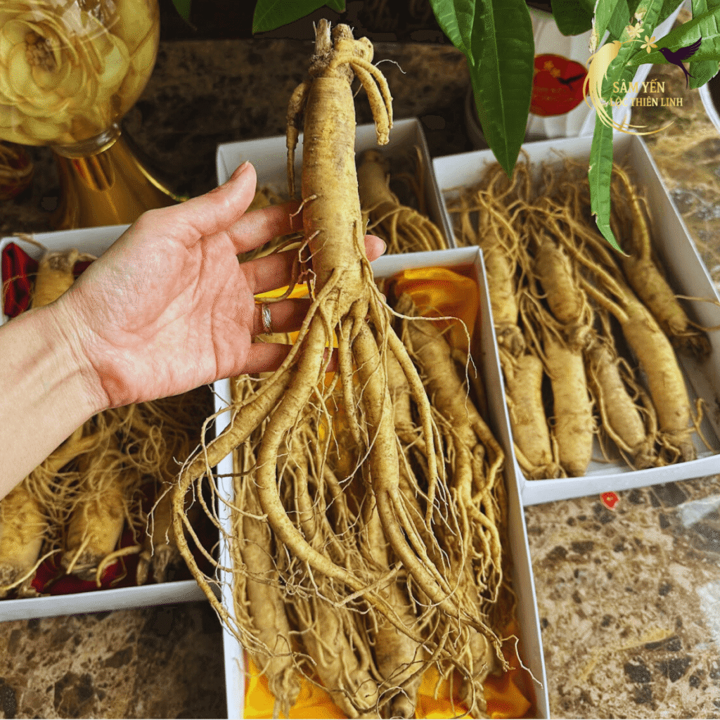 Nhân viên kiểm tra độ tươi và rễ của nhân sâm tươi loại 10 củ/kg trước khi đóng gói giao tận tay khách hàng tại Hà Nội.