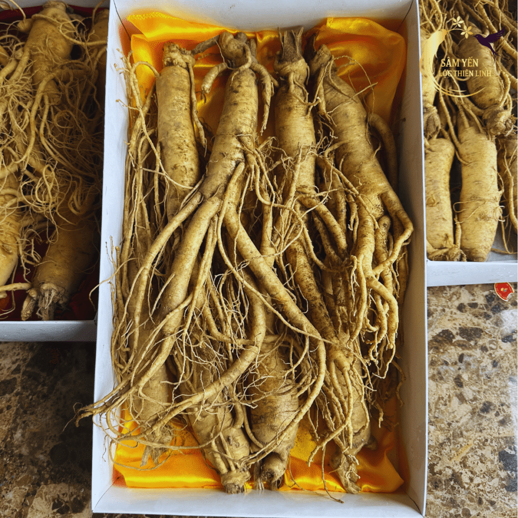 Nhân sâm tươi 6 năm tuổi nhập khẩu chuẩn Hàn Quốc, giữ trọn độ tươi mới và hàm lượng dinh dưỡng cao tại Lộc Thiên Linh.