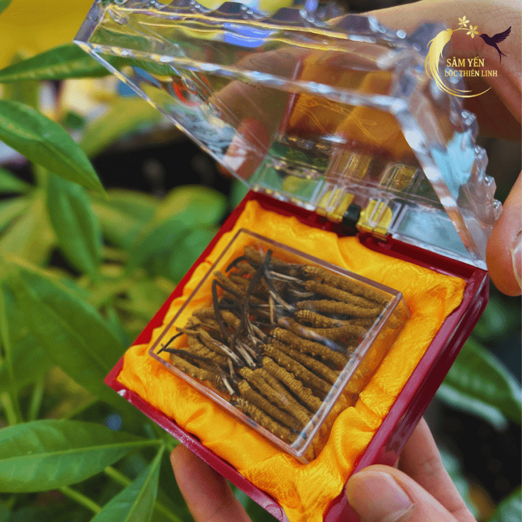 Những con đông trùng hạ thảo Tây Tạng nguyên con chất lượng cao được tuyển chọn kỹ lưỡng chuẩn 10 con trên 2 gram.