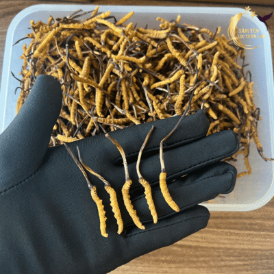 Nhân viên Sâm Yến Lộc Thiên Linh thực hiện kiểm tra độ khô và độ chắc của đông trùng hạ thảo Tây Tạng trước khi đóng gói