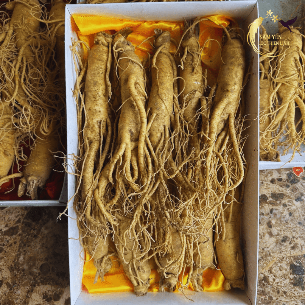 Quy cách đóng gói hộp nhân sâm tươi Hàn Quốc 10 củ/kg lót lụa vàng sang trọng, món quà biếu sức khỏe tinh tế và đẳng cấp.