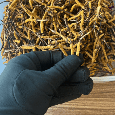 Chi tiết phần đầu và mắt của đông trùng hạ thảo Tây Tạng hoang dã chứa hàm lượng dược chất cao nhất