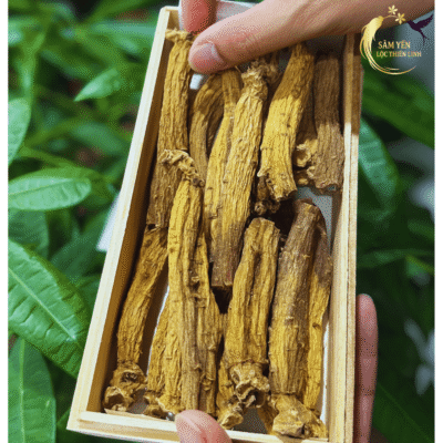 Hình ảnh thực tế những củ thiên sâm KKG nguyên củ chắc nịch, được tuyển chọn từ những vùng nguyên liệu tốt nhất Hàn Quốc.