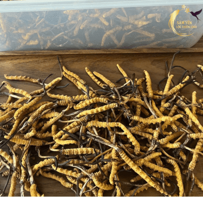 Cận cảnh đông trùng hạ thảo Tây Tạng nguyên con size 50 con trên 10g chuẩn chất lượng tại Sâm Yến Lộc Thiên Linh