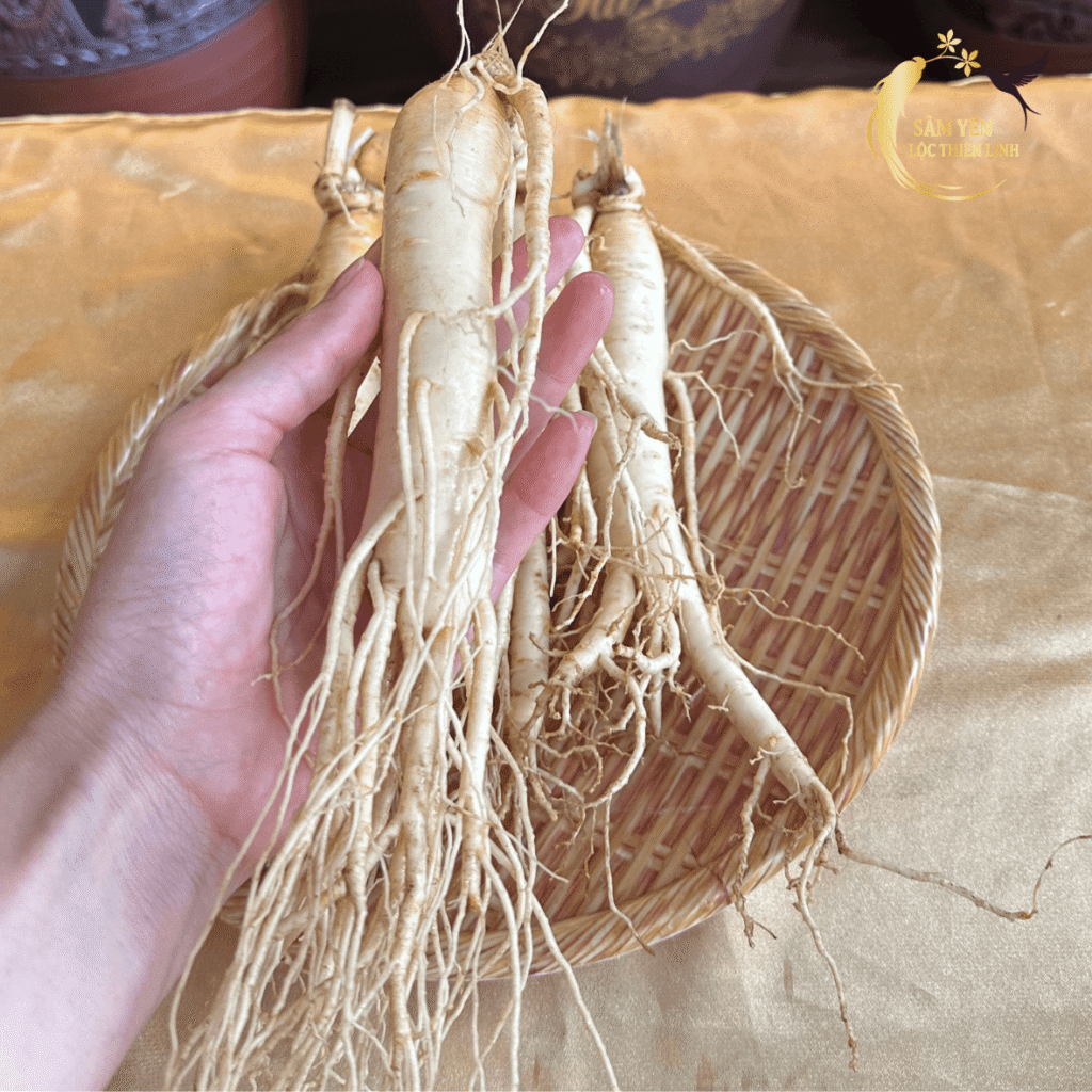 Cận cảnh nhân sâm tươi Hàn Quốc 6 năm tuổi loại 10 củ/kg với rễ dài và thân mập giàu saponin giúp bồi bổ sức khỏe.