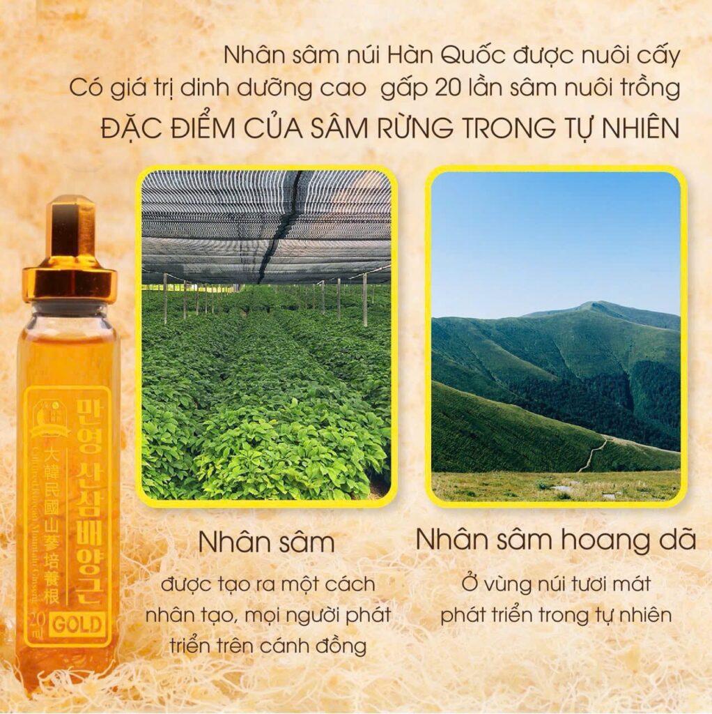 Sự khác biệt về giá trị dinh dưỡng giữa nhân sâm núi nuôi cấy và nhân sâm hoang dã tự nhiên trong sâm Manyoung Gold.