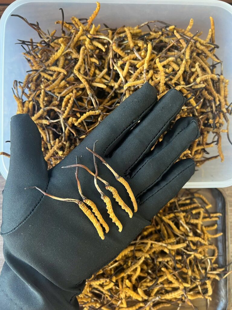 Cận cảnh 5 con đông trùng hạ thảo Tây Tạng hoang dã size 50 chuẩn mắt đỏ và nhiều đốt lưng rõ nét tại Lộc Thiên Linh.