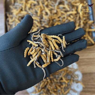 Sợi đông trùng hạ thảo Bhutan mắt đỏ loại gãy phù hợp pha trà chưng yến giúp thẩm thấu nhanh dược chất vào cơ thể