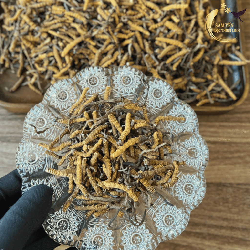 Cận cảnh sợi đông trùng hạ thảo Bhutan mắt đỏ gãy khúc to chắc thịt giàu Cordycepin và Adenosine bồi bổ sức khỏe