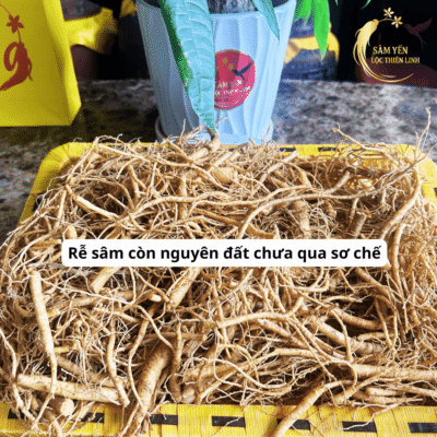 Rễ nhân sâm tươi Hàn Quốc 6 năm tuổi còn nguyên đất chưa qua sơ chế vừa nhập kho tại Sâm Yến Lộc Thiên Linh