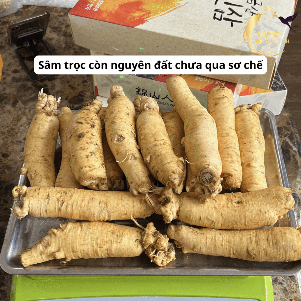 Nhân sâm trọc Hàn Quốc 6 năm tuổi loại 8 củ 1kg còn nguyên đất mới nhập khẩu về Sâm Yến Lộc Thiên Linh