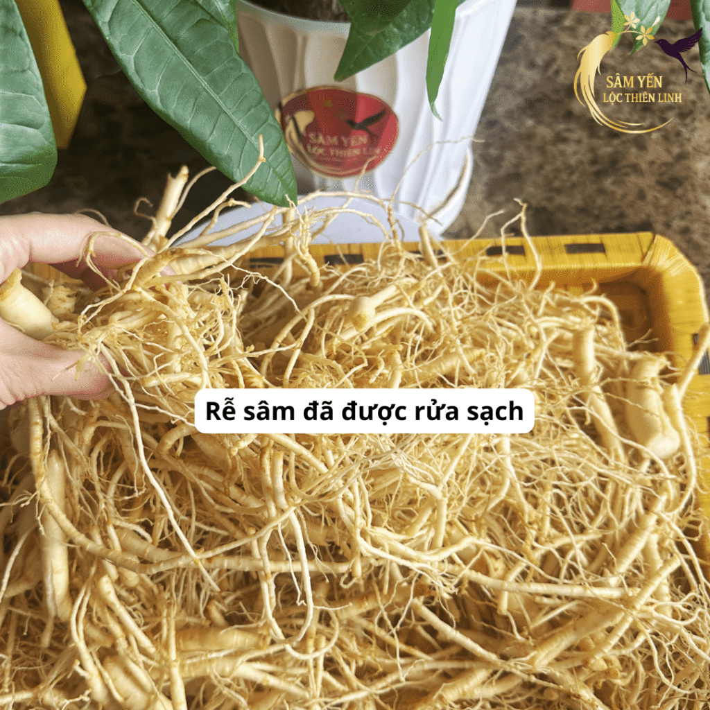 Rễ nhân sâm tươi Hàn Quốc loại 1kg đã được rửa sạch trắng nõn đảm bảo giữ trọn hàm lượng Saponin quý giá