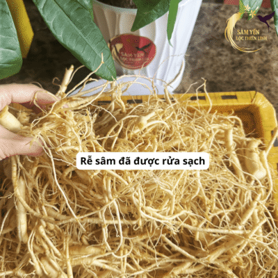 Rễ nhân sâm tươi Hàn Quốc loại 1kg đã được rửa sạch trắng nõn đảm bảo giữ trọn hàm lượng Saponin quý giá