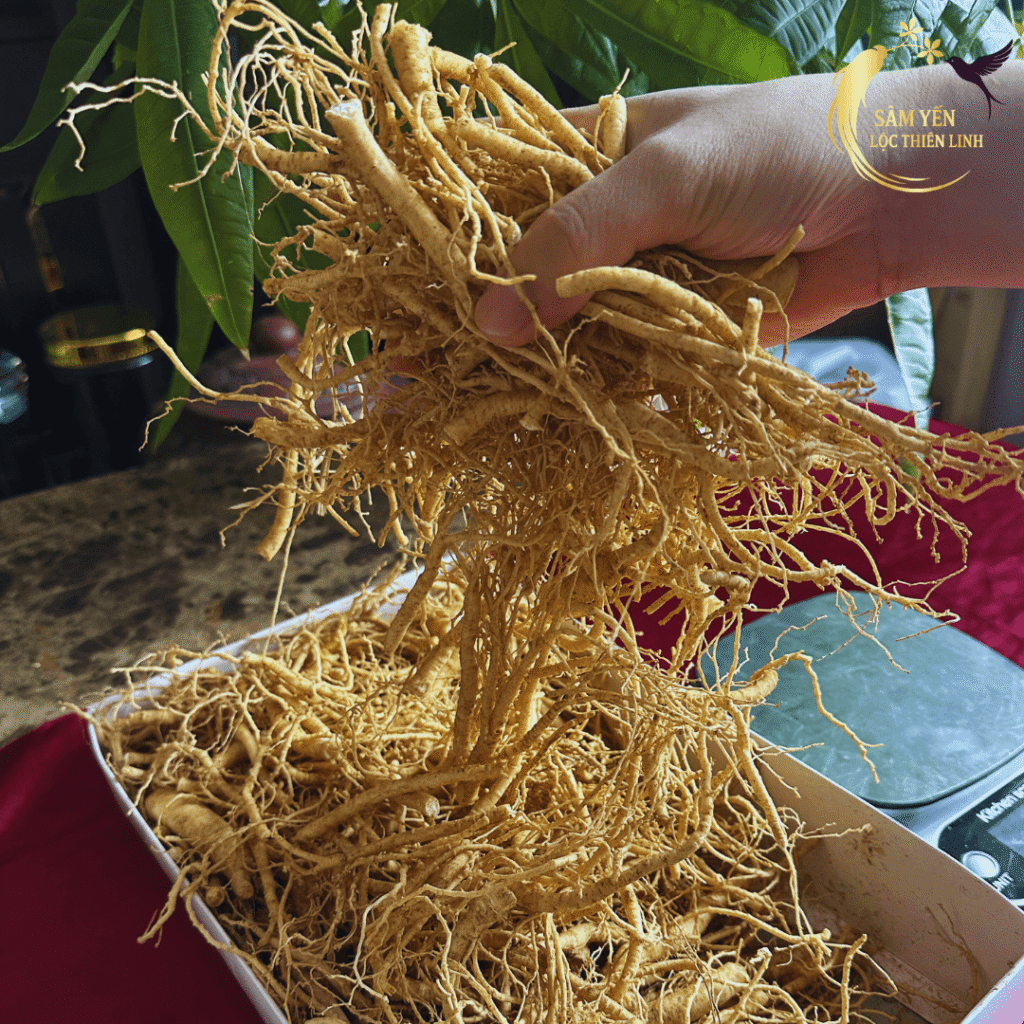 Cận cảnh những sợi rễ nhân sâm tươi Hàn Quốc 6 năm tuổi chắc khỏe dùng để hãm trà hoặc ngâm mật ong