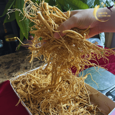 Cận cảnh những sợi rễ nhân sâm tươi Hàn Quốc 6 năm tuổi chắc khỏe dùng để hãm trà hoặc ngâm mật ong