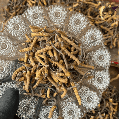 Đông trùng hạ thảo Nepal khô hàng chuẩn khúc to chắc thịt chất lượng vàng với mức giá tiết kiệm 40-50%