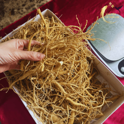 Quy trình kiểm tra và phân loại rễ nhân sâm tươi Hàn Quốc 1kg thượng hạng sẵn sàng phục vụ khách hàng