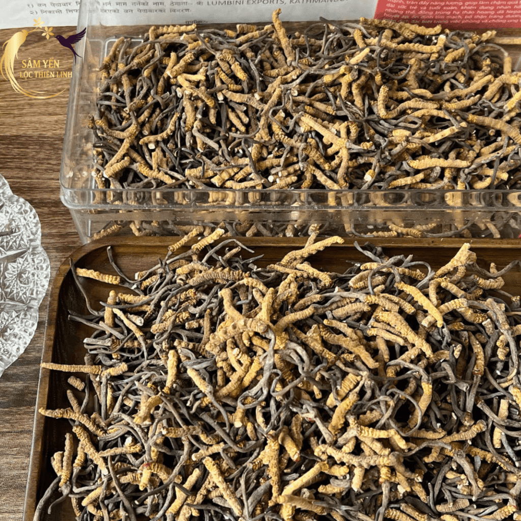 Các hũ đông trùng hạ thảo Nepal gãy VIP được phân loại kỹ lưỡng chuẩn bị đóng gói giao cho khách hàng