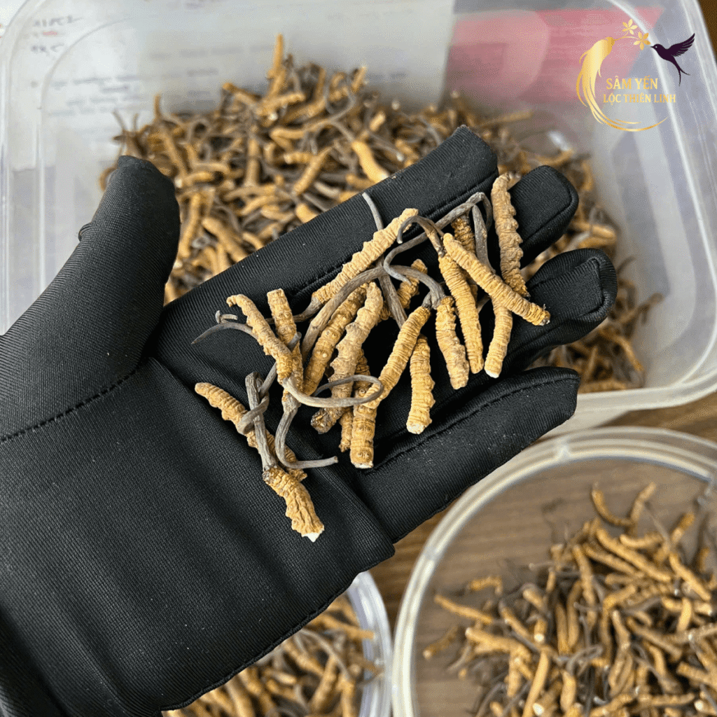 Cận cảnh đông trùng hạ thảo Nepal gãy VIP khúc to chắc thịt giàu dược chất Cordycepin giúp bồi bổ thể lực nhanh chóng