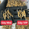 So sánh thực tế đông trùng hạ thảo Nepal loại gãy nhỏ và gãy VIP size 25-30 con tại Sâm Yến Lộc Thiên Linh