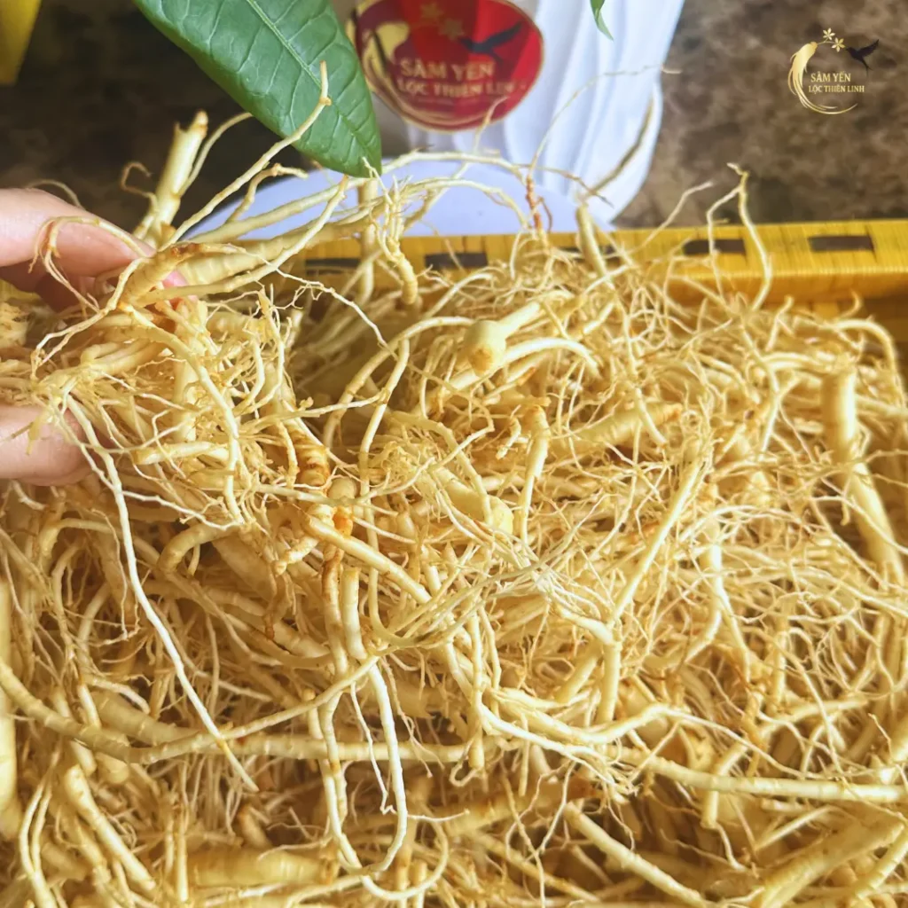 Rễ nhân sâm Hàn Quốc 6 năm tuổi chuẩn gốc Sâm Yến Lộc Thiên Linh