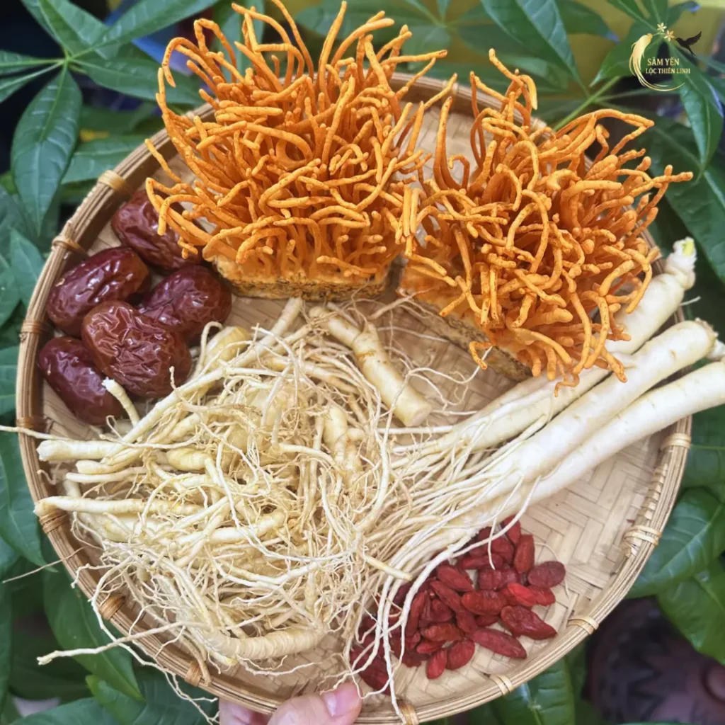 Khay nguyên liệu thảo dược quý gồm nhân sâm, đông trùng hạ thảo, táo đỏ và kỷ tử