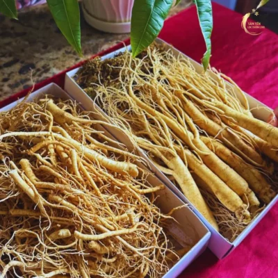 Nhân sâm Hàn Quốc 6 năm tuổi tươi sạch tuyển chọn tại Sâm Yến Lộc Thiên Linh
