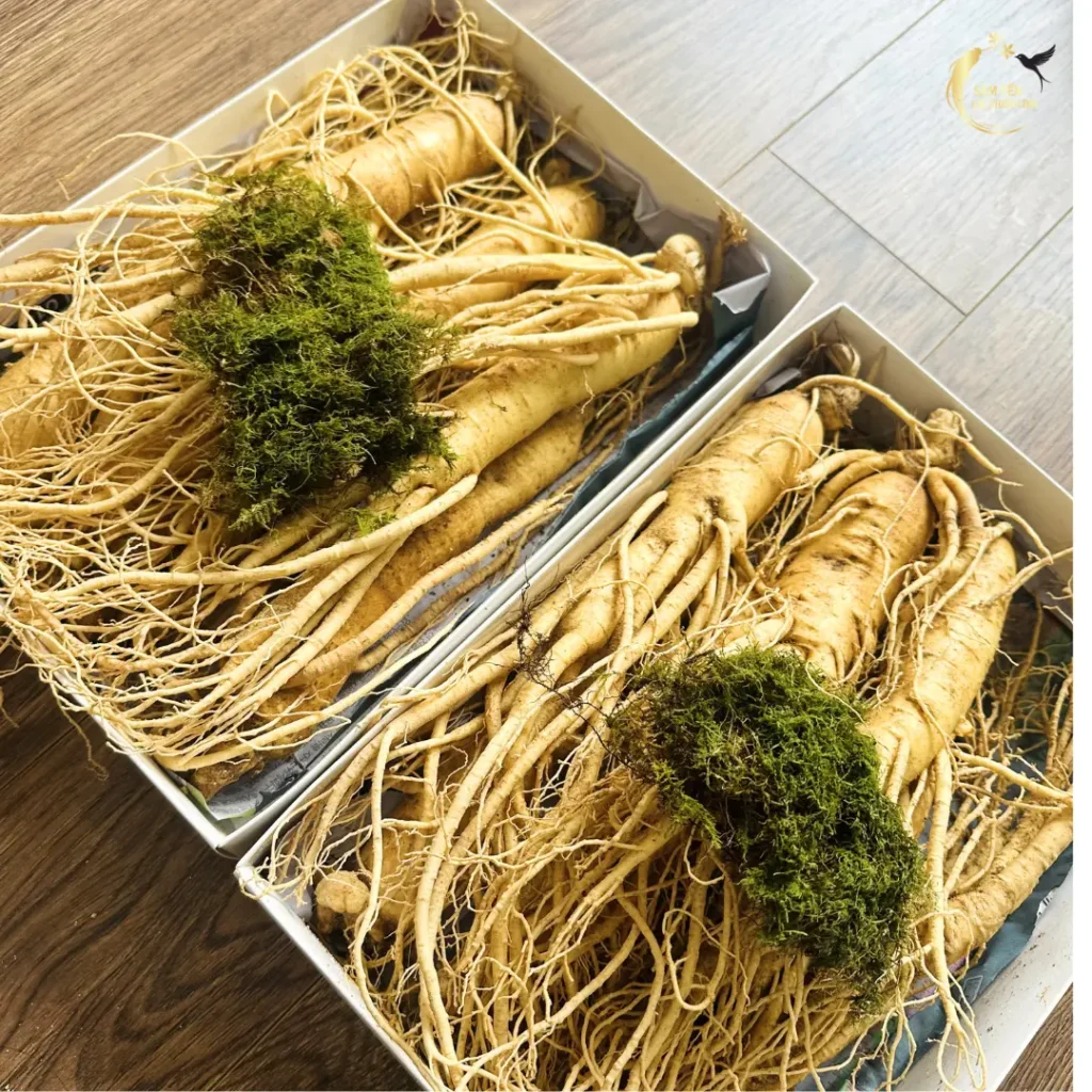 Nhân sâm Hàn Quốc 6 năm tuổi tươi nguyên củ kèm rêu giữ ẩm tại Sâm Yến Lộc Thiên Linh