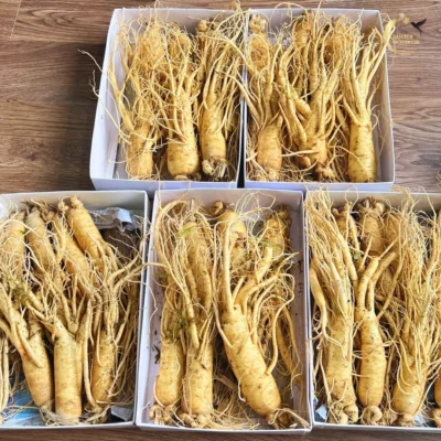 Nhân sâm Hàn Quốc 6 năm tuổi tươi nguyên củ size 8 tuyển chọn Sâm Yến Lộc Thiên Linh